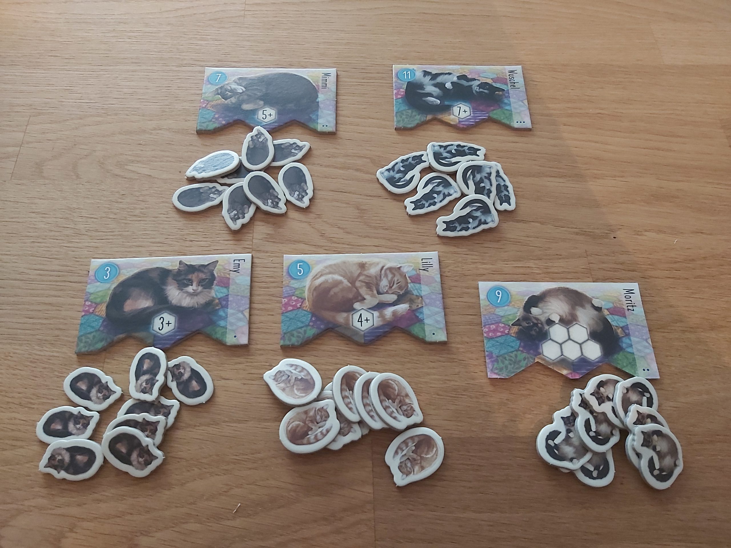 Zu sehen sind die Katzen von Calico, die mit Hilfe unterschiedlicher Musteranordnungen angelockt werden können.