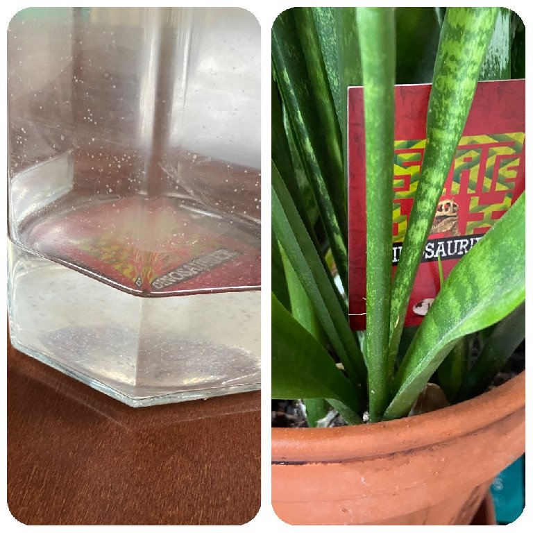 Karte unter Wasserkrug und Karte in Topfpflanze