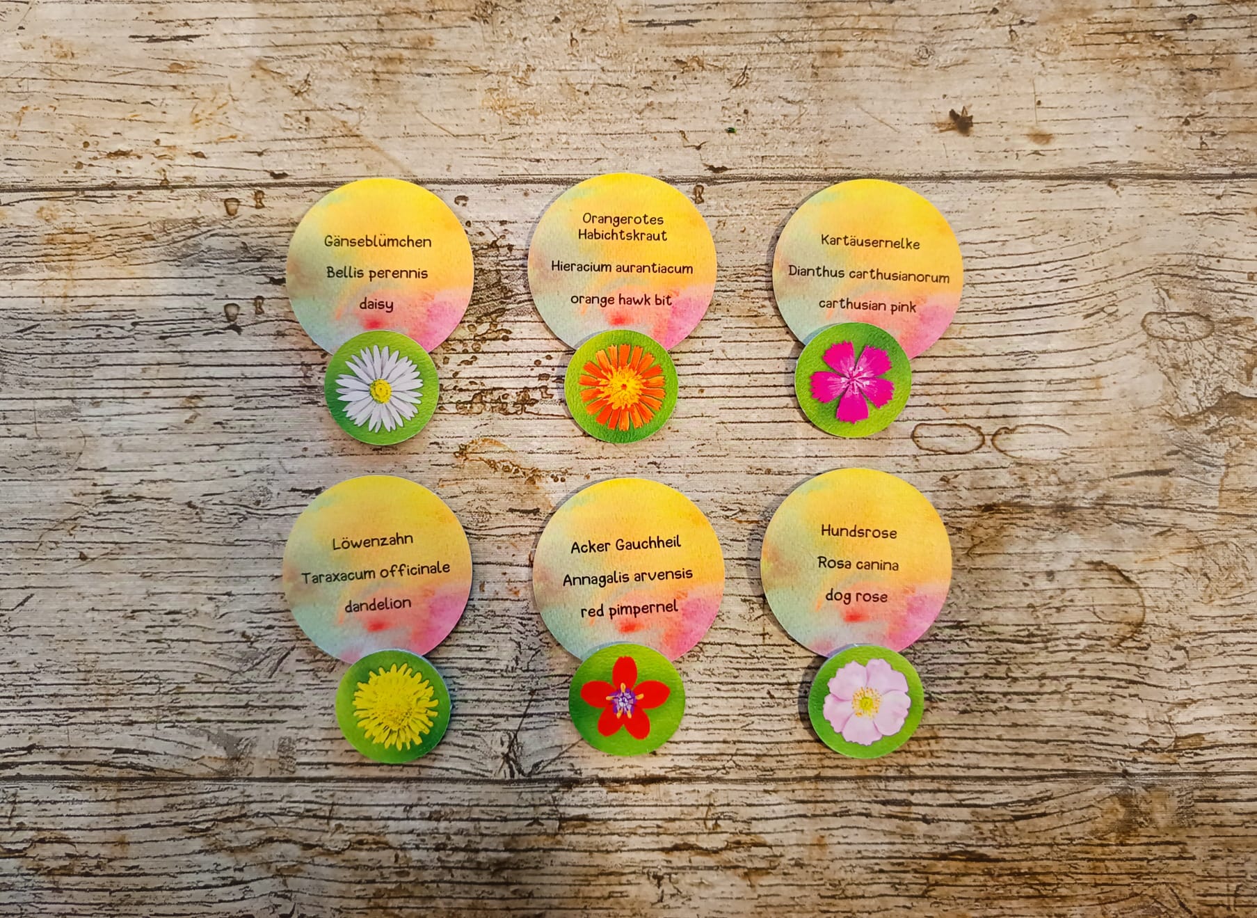 Auf der Rückseite stehen die Namen der Blumen auf Deutsch und Latein.